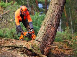 Best Tree Disease Treatment  in Fairless Hills, PA